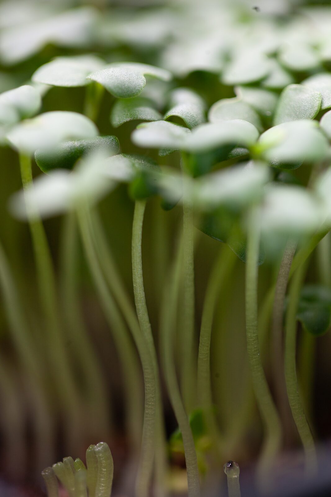 A close-up of living broccoli microgreens on tall pale stems