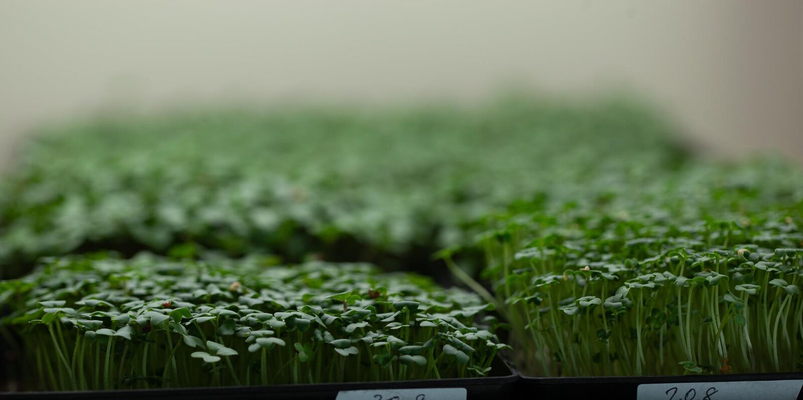 Wasabi mustard microgreens