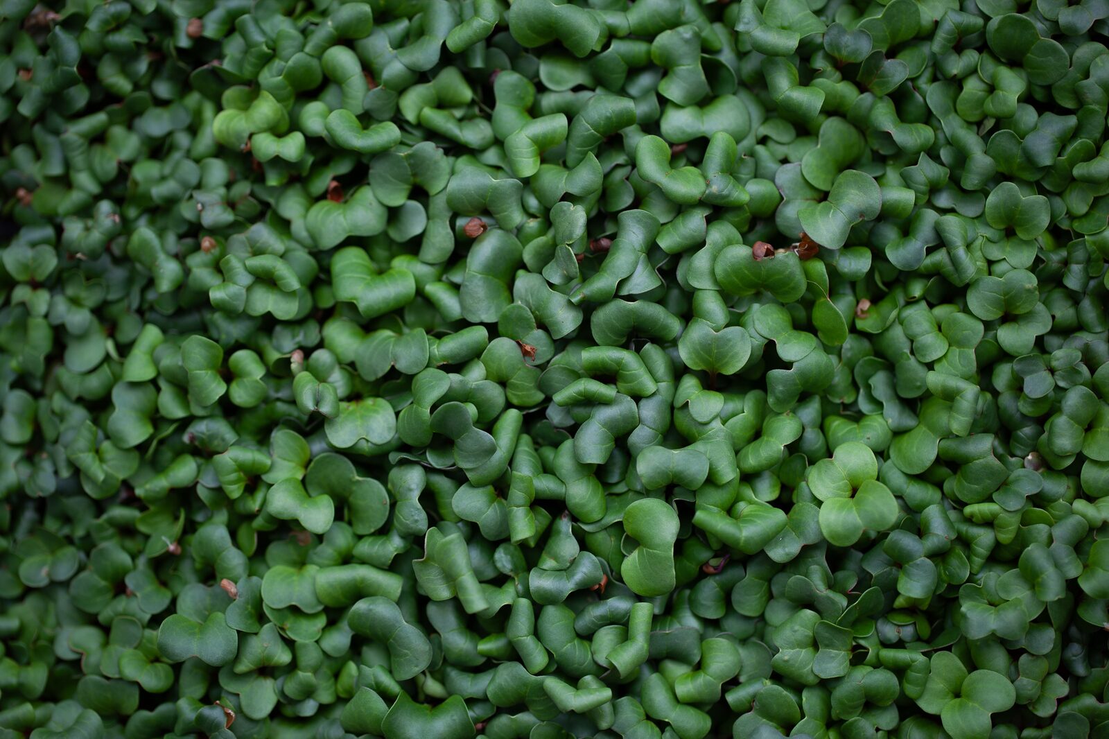 A carpet of living radish microgreens