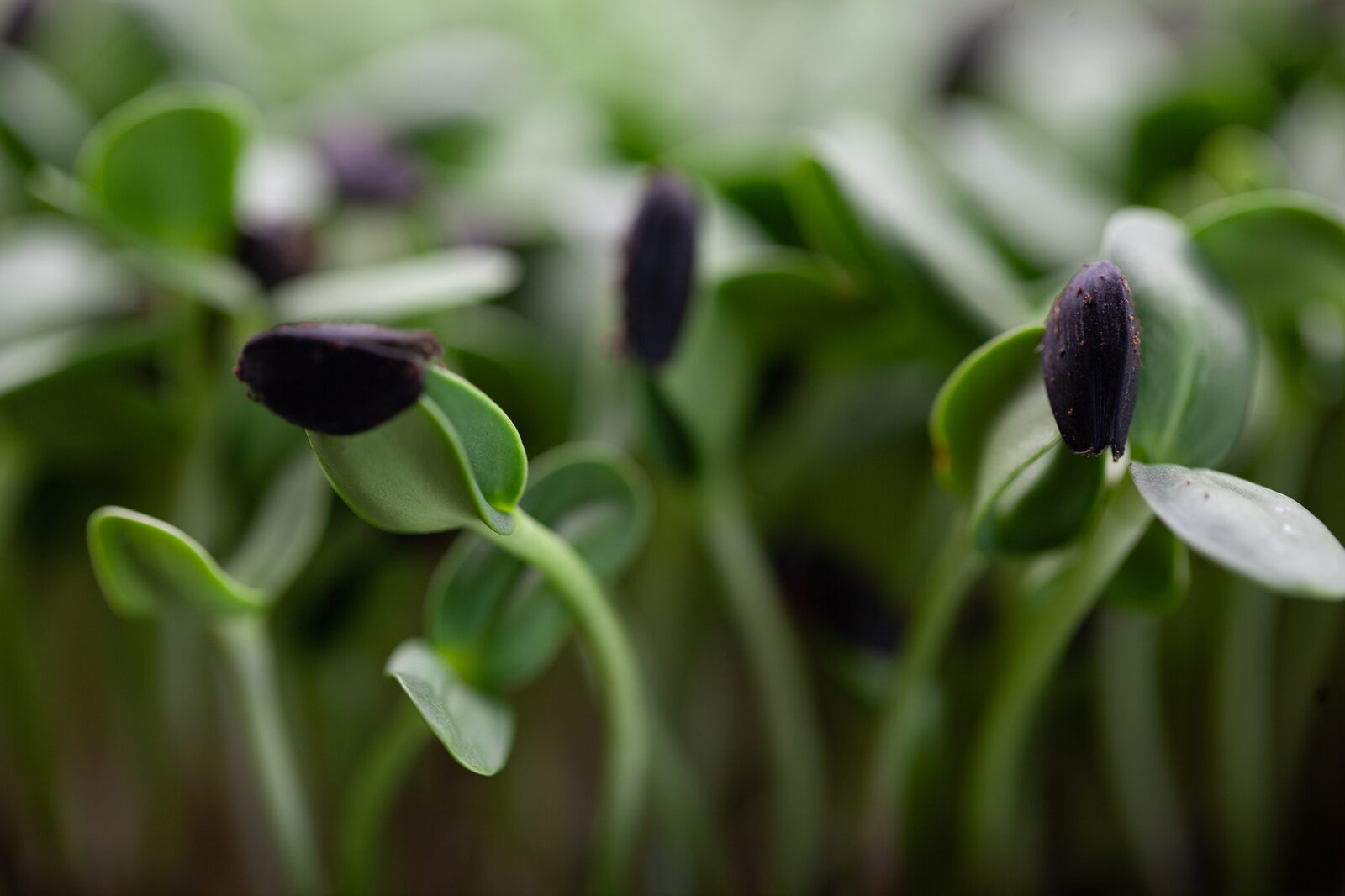Sunflower microgreens with dark seed hulls still attached